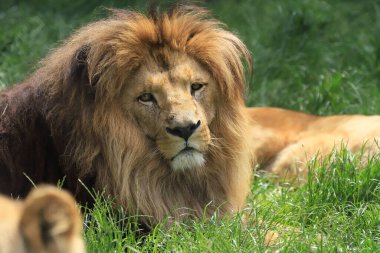 WROCLAW, POLAND - Haziran 09, 2020: Angolan aslanı (Panthera leo melanochaita). Wroclaw, Polonya Hayvanat Bahçesi.