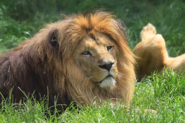 WROCLAW, POLAND - Haziran 09, 2020: Angolan aslanı (Panthera leo melanochaita). Wroclaw, Polonya Hayvanat Bahçesi.