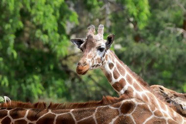 WROCLAW, POLAND - Haziran 09, 2020: Zürafa (Zürafa), Afrika 'nın en uzun yaşayan kara hayvanı ve en büyük geviş getiren memelidir. Wroclaw, Polonya Hayvanat Bahçesi.