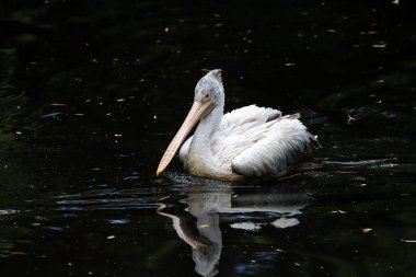 WROCLAW, POLAND - 2009 Haziran 2020: Dalmaçyalı pelikan (Pelecanus crispus) pelikan ailesinin en büyük üyesidir. Wroclaw, Polonya Hayvanat Bahçesi.