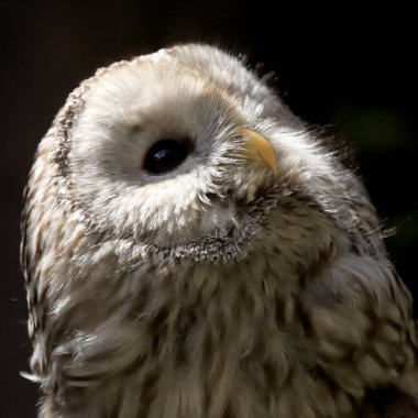 WROCLAW, POLAND - Haziran 09, 2020: Tawny baykuşu veya kahverengi baykuş (Strix aluco) Palearctic 'in büyük bir kısmında bulunan ağaçlık alanlarda yaygın olarak rastlanan orta büyüklükte bir baykuştur. Wroclaw, Polonya Hayvanat Bahçesi.