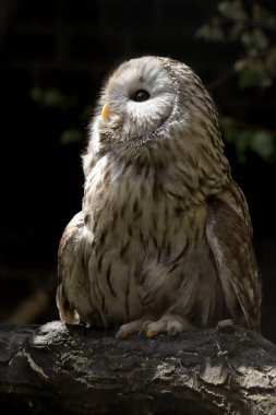 WROCLAW, POLAND - Haziran 09, 2020: Tawny baykuşu veya kahverengi baykuş (Strix aluco) Palearctic 'in büyük bir kısmında bulunan ağaçlık alanlarda yaygın olarak rastlanan orta büyüklükte bir baykuştur. Wroclaw, Polonya Hayvanat Bahçesi.