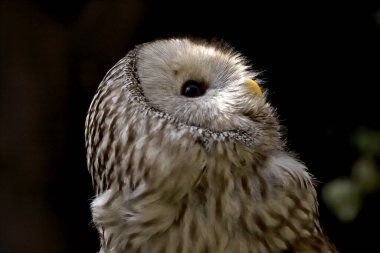 WROCLAW, POLAND - Haziran 09, 2020: Tawny baykuşu veya kahverengi baykuş (Strix aluco) Palearctic 'in büyük bir kısmında bulunan ağaçlık alanlarda yaygın olarak rastlanan orta büyüklükte bir baykuştur. Wroclaw, Polonya Hayvanat Bahçesi.