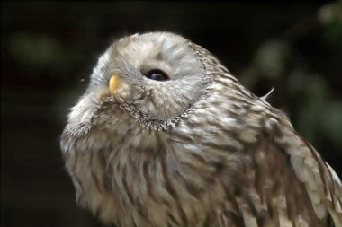WROCLAW, POLAND - Haziran 09, 2020: Tawny baykuşu veya kahverengi baykuş (Strix aluco) Palearctic 'in büyük bir kısmında bulunan ağaçlık alanlarda yaygın olarak rastlanan orta büyüklükte bir baykuştur. Wroclaw, Polonya Hayvanat Bahçesi.