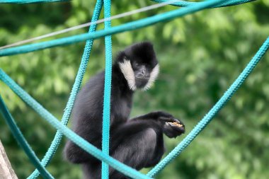 WROCLAW, POLAND - Haziran 09, 2020: Kuzey beyaz yanaklı şebek (Nomascus leucogenys), Güney Doğu Asya 'ya özgü bir şablon türüdür. Wroclaw, Polonya Hayvanat Bahçesi.
