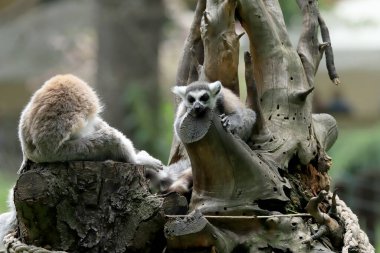 WROCLAW, POLAND - Haziran 09, 2020: Halka kuyruklu lemur (Lemur catta), uzun, siyah ve beyaz halkalı kuyruğundan dolayı en çok tanınan lemur türüdür. Wroclaw, Polonya Hayvanat Bahçesi.