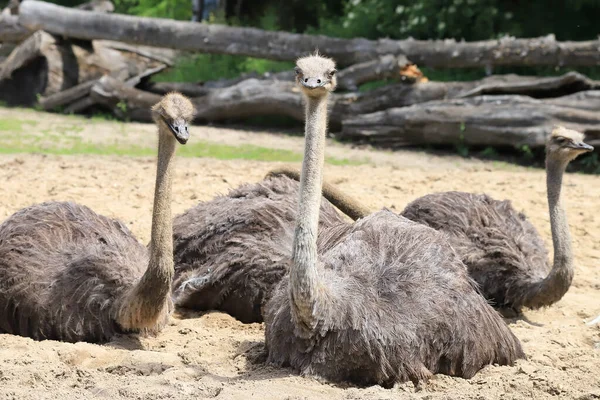 Wroclaw Polsko Června 2020 Pštros Obecný Struthio Camelus Největší Pták — Stock fotografie