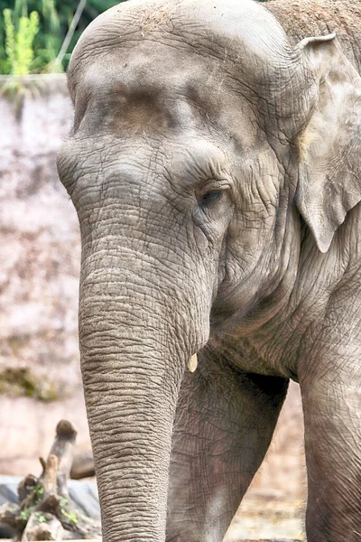 Wroclaw Polonia Junio 2020 Elefante Jardín Zoológico Wroclaw Zoológico Más — Foto de Stock