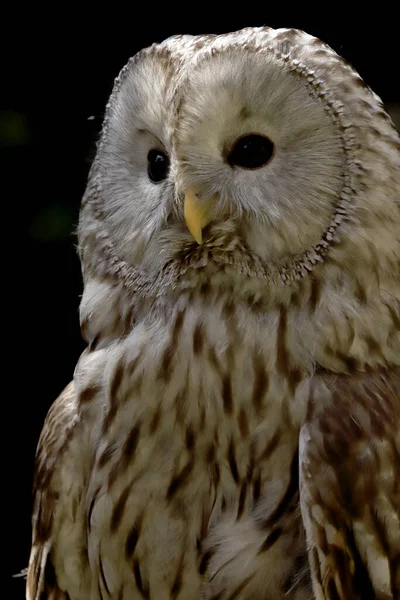 Wroclaw Poland June 2020 黄褐色猫头鹰 Strix Aluco 是一种粗壮的中型猫头鹰 常见于古北地区的林地中 波兰弗罗茨拉夫的Zoo — 图库照片