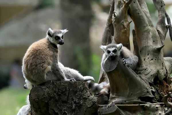 Wroclaw Polonia Junio 2020 Lémur Cola Anillada Lemur Catta Lémur —  Fotos de Stock