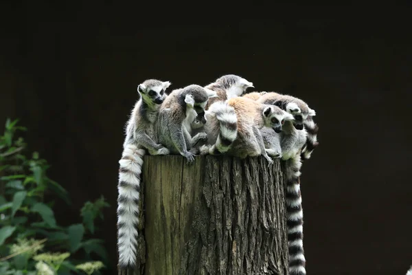 Wroclaw Pologne Juin 2020 Lémurien Queue Cerclée Lemur Catta Est — Photo