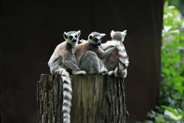 ВРОКЛО, ПОЛЬША - 09 июня 2020 года: Кольцехвостый лемур (Lemur catta) является самым признанным лемуром из-за его длинного, черно-белого кольчатого хвоста. Зоопарк во Вроцлаве, Польша
.