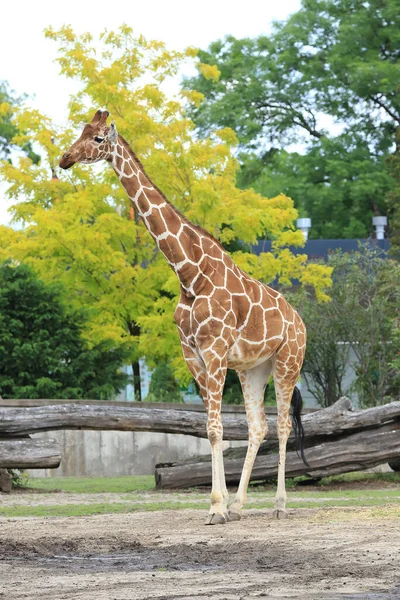 Wroclaw Polska Czerwiec 2020 Żyrafa Żyrafa Jest Afrykańskim Ssakiem Rzemieślniczym — Zdjęcie stockowe