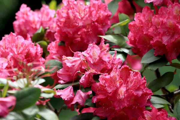 Beautiful Pink Flowers Late Spring Zoo Wroclaw Poland — Stock Photo, Image