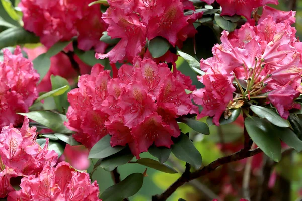 Baharın sonlarında güzel pembe çiçekler. Wroclaw, Polonya Hayvanat Bahçesi.