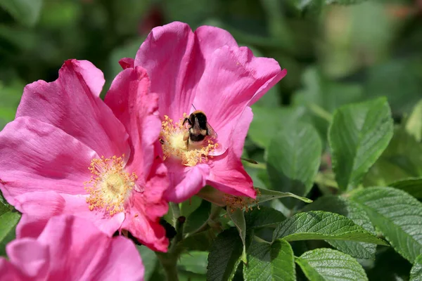 Bumblebee Colorful Flowers Late Spring Zoo Wroclaw Poland — Stock Photo, Image