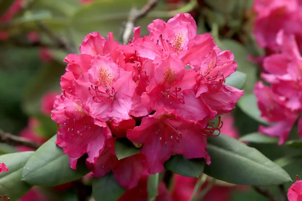 Beautiful Pink Flowers Late Spring Zoo Wroclaw Poland — Stock Photo, Image