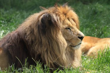 WROCLAW, POLAND - Haziran 09, 2020: Angolan aslanı (Panthera leo melanochaita). Wroclaw, Polonya Hayvanat Bahçesi.