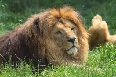 WROCLAW, POLAND - Haziran 09, 2020: Angolan aslanı (Panthera leo melanochaita). Wroclaw, Polonya Hayvanat Bahçesi.