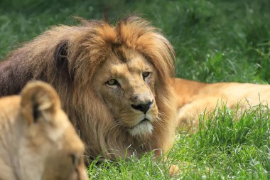 WROCLAW, POLAND - Haziran 09, 2020: Angolan aslanı (Panthera leo melanochaita). Wroclaw, Polonya Hayvanat Bahçesi.