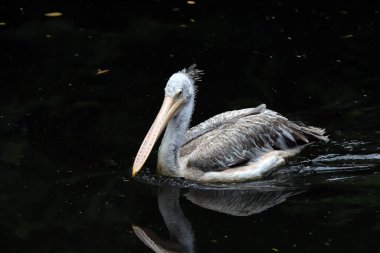 WROCLAW, POLAND - 2009 Haziran 2020: Dalmaçyalı pelikan (Pelecanus crispus) pelikan ailesinin en büyük üyesidir. Wroclaw, Polonya Hayvanat Bahçesi.