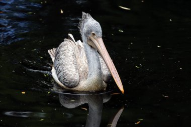 WROCLAW, POLAND - 2009 Haziran 2020: Dalmaçyalı pelikan (Pelecanus crispus) pelikan ailesinin en büyük üyesidir. Wroclaw, Polonya Hayvanat Bahçesi.