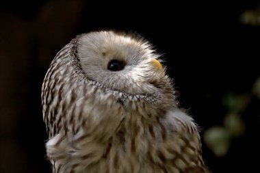 WROCLAW, POLAND - Haziran 09, 2020: Tawny baykuşu veya kahverengi baykuş (Strix aluco) Palearctic 'in büyük bir kısmında bulunan ağaçlık alanlarda yaygın olarak rastlanan orta büyüklükte bir baykuştur. Wroclaw, Polonya Hayvanat Bahçesi.