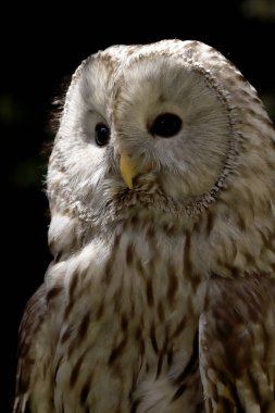 WROCLAW, POLAND - Haziran 09, 2020: Tawny baykuşu veya kahverengi baykuş (Strix aluco) Palearctic 'in büyük bir kısmında bulunan ağaçlık alanlarda yaygın olarak rastlanan orta büyüklükte bir baykuştur. Wroclaw, Polonya Hayvanat Bahçesi.