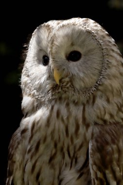 WROCLAW, POLAND - JUNE 09, 2020: The tawny owl or brown owl (Strix aluco) is a stocky, medium-sized owl commonly found in woodlands across much of the Palearctic. ZOO in Wroclaw, Poland. clipart