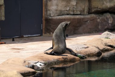 WROCLAW, POLAND - Haziran 09, 2020: Wroclaw Zooloji Bahçesindeki güzel hayvanlar, Polonya 'nın en eski ve en çok ziyaret edilen hayvanat bahçesi (ve Avrupa' nın beşincisi)).