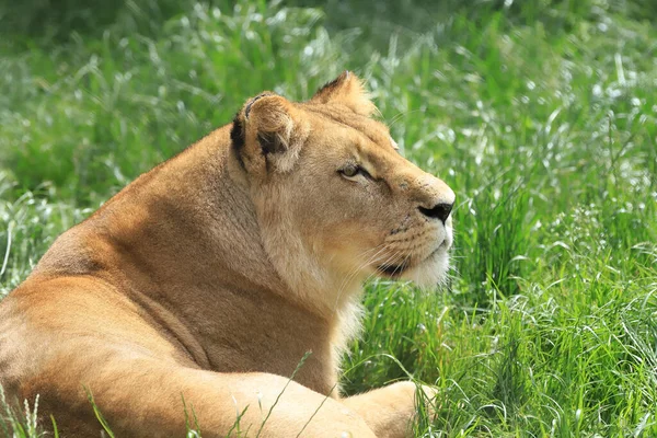 Wroclaw Poland June 2020 Angolan Lion Panthera Leo Melanochaita Zoo — Stock Photo, Image