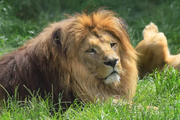 WROCLAW, POLAND - Haziran 09, 2020: Angolan aslanı (Panthera leo melanochaita). Wroclaw, Polonya Hayvanat Bahçesi.