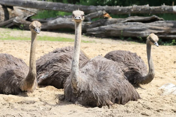 Wroclaw Poland June 2020 Common Ostrich Struthio Camelus Найбільший Птах — стокове фото