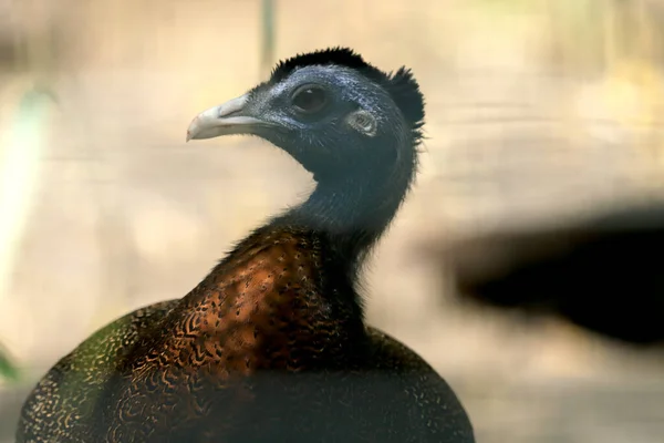 Wroclaw Polen Juni 2020 Mooie Vogels Wroclaw Zoölogische Tuin Oudste — Stockfoto