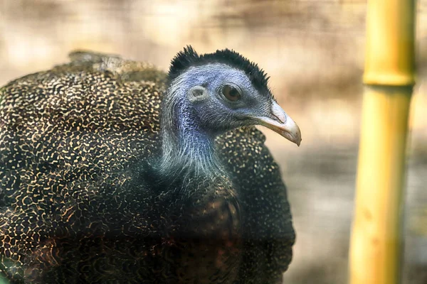 Wroclaw Πολωνια Ιουνιου 2020 Όμορφα Πουλιά Στον Ζωολογικό Κήπο Του — Φωτογραφία Αρχείου