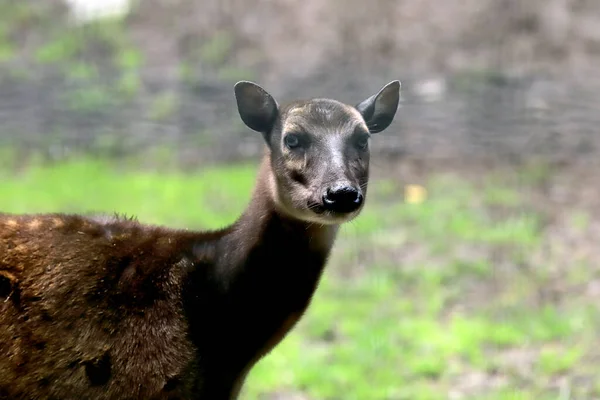 ポーランドのヴロツワフ 2020年6月9日 ポーランドで最も古く 最も訪問された動物園であるヴロツワフ動物園の美しい動物 そしてヨーロッパで5番目 — ストック写真