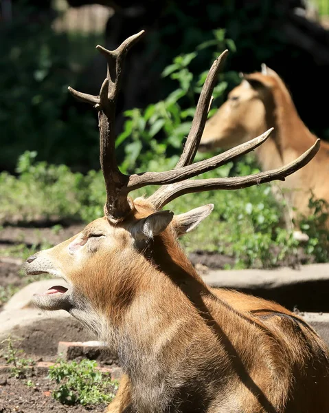 Wroclaw Poland June 2020 Pere David Deer Also Known Milu — Stock Photo, Image