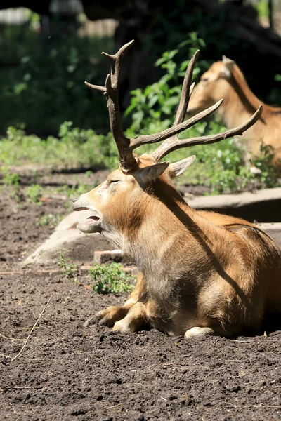 Wroclaw Polen Juni 2020 Het Hert Van Pere David Ook — Stockfoto