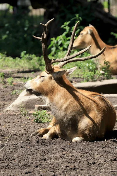 Wroclaw Poland June 2020 Pere David Deer Also Known Milu — Stock Photo, Image