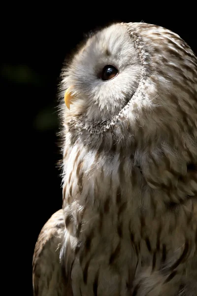 올빼미 Wroclaw Poland June 2020 Tawny Owl Brown Owl Strix — 스톡 사진
