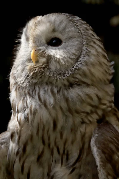 Wroclaw Poland June 2020 Tawny Owl Brown Owl Strix Aluco — Stock Photo, Image