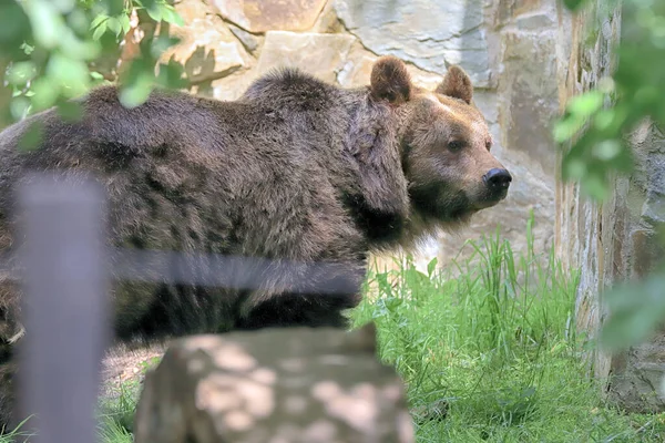 Wroclaw Poland June 2020 Eurasian Brown Bear Wroclaw Zoological Garden — Stock Photo, Image