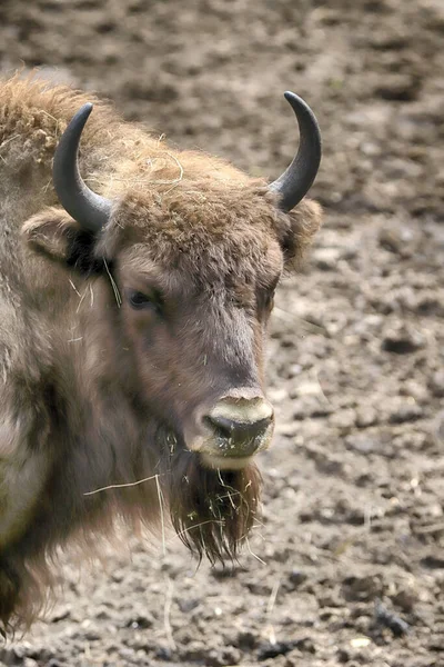 Врокло Польша Июня 2020 Года Европейский Бизон Bison Bonasus Известный — стоковое фото