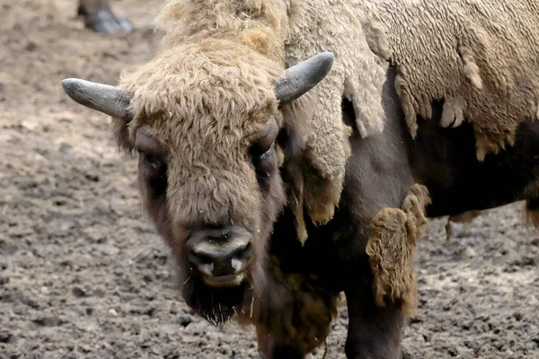 Wroclaw Poland June 2020 European Bison Bison Bonasus Also Known — Stock Photo, Image