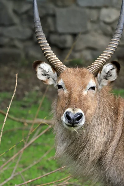Wroclaw Polonia Giugno 2020 Kob Antilope Che Abita Africa Giardino — Foto Stock