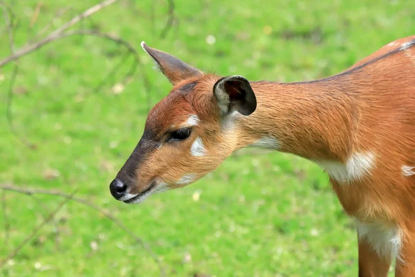 Wroclaw Polen Juni 2020 Sitatunga Marshbuck Een Moerasantilope Wroclaw Zoölogische — Stockfoto