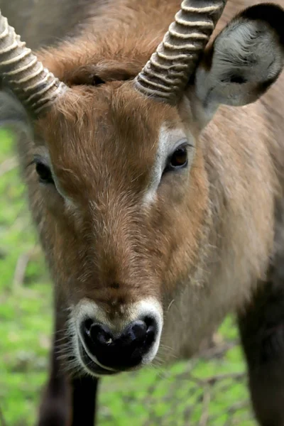 Wroclaw Poland June 2020 Kob Antelope Inhabiting Africa Wroclaw Zoological — Stock Photo, Image