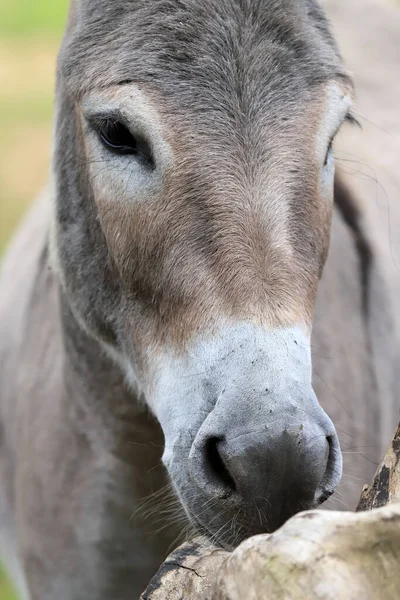 Wroclaw Poland June 2020 Donkey 弗罗茨拉夫动物园是波兰历史最悠久 游客最多的动物园 也是欧洲第五大 — 图库照片