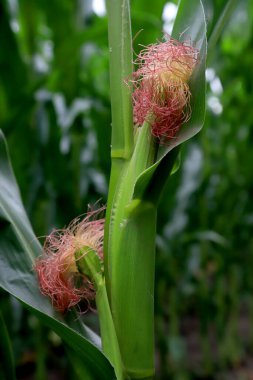 Çiçek açan mısır bitkisine yakın plan..