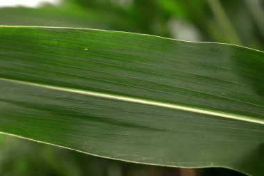 Mısır yaprağı yetiştirmeye yakın..